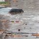 Flood in Germany