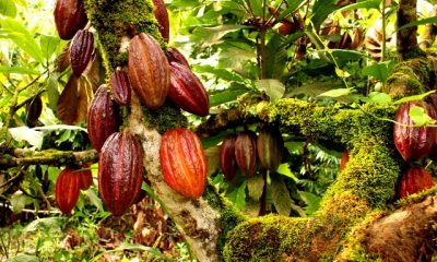 Cocoa Farm